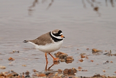 David Plant Photography - Wildlife Photography - Ringed plover - F